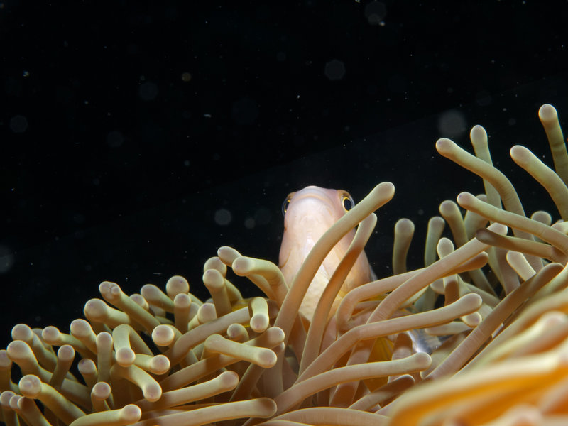 Anemone Fish